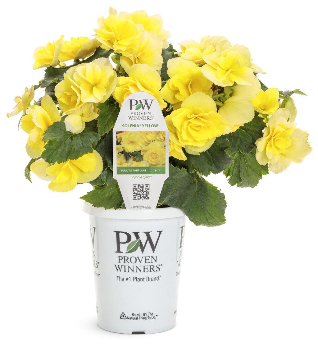 Solenia Yellow Rieger begonia with yellow blooms in pot