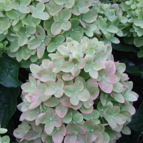 LITTLE LIME hydrangea with green blooms in a pot