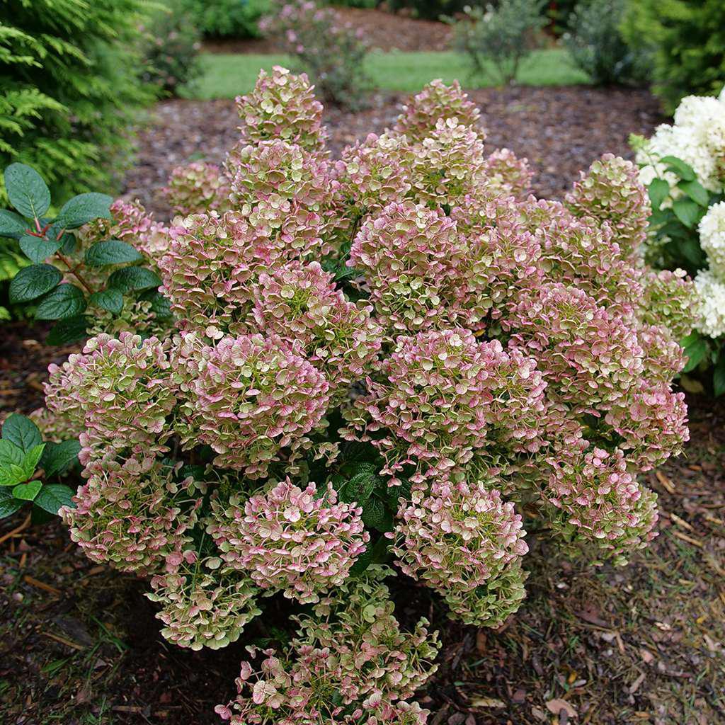Tiny Quick Fire hydrangea in a pot with white blooms