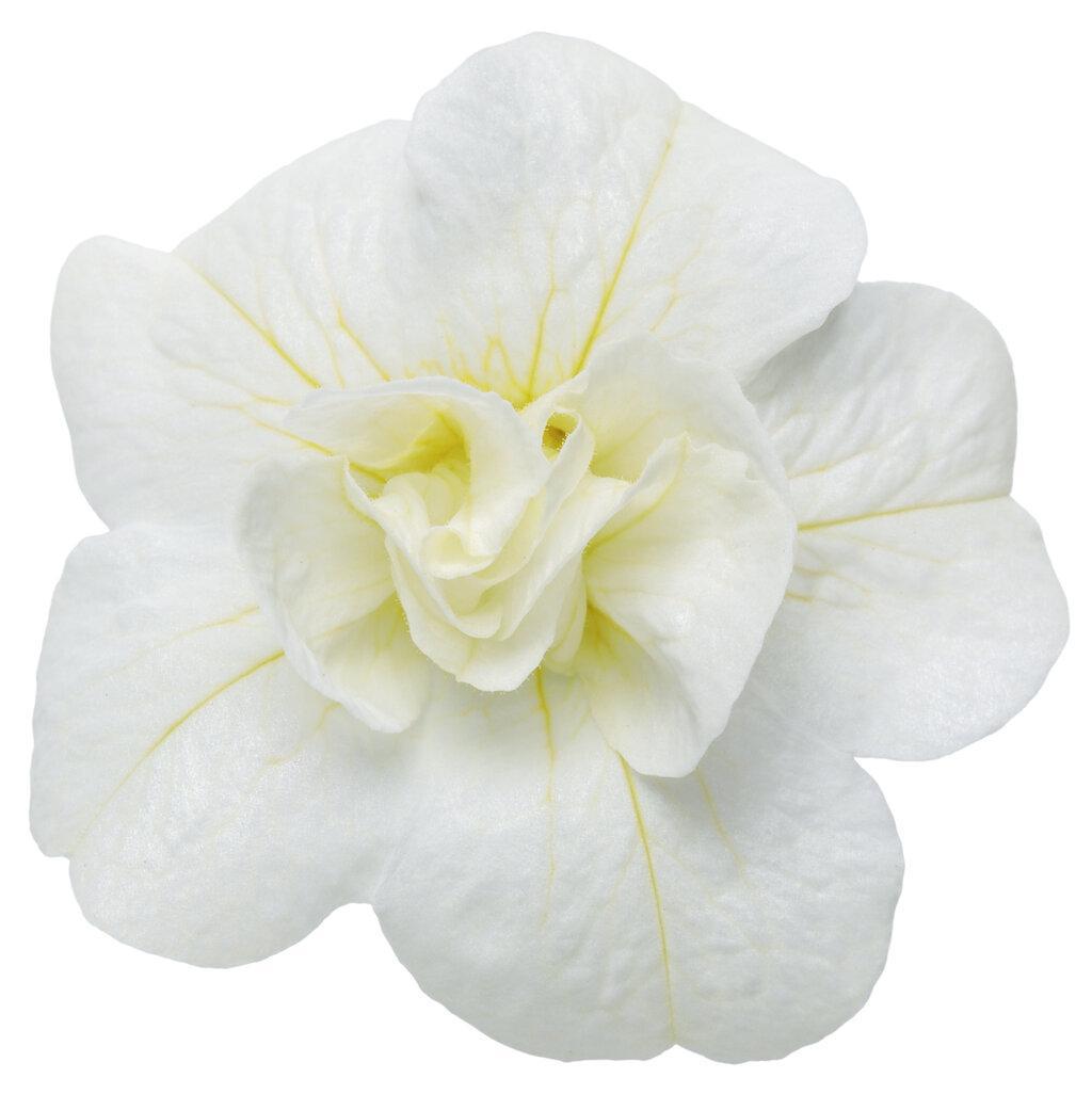 White double calibrachoa flowers in a nursery pot