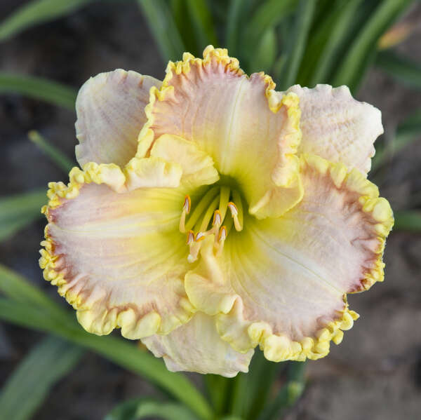 Hemerocallis 'Singular Sensation' – Creekside Nursery, Inc