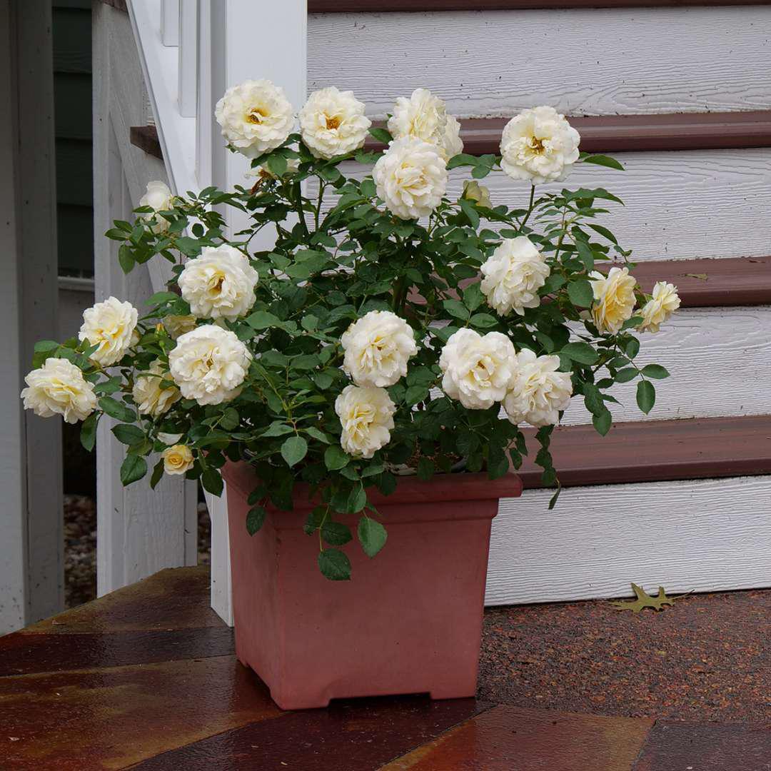 REMINISCENT® Crema Rose in a nursery pot