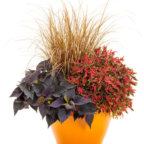 Coleus ColorBlaze Mini Me Watermelon in a pot