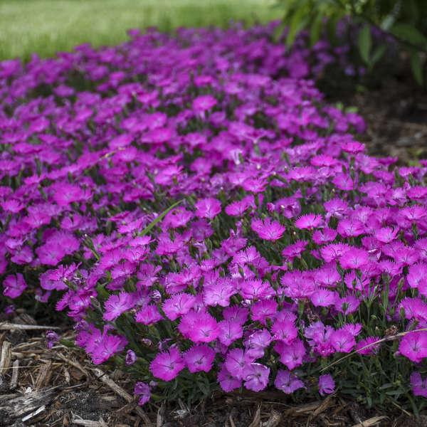 Pink Dianthus flowers in a nursery pot with green foliage
