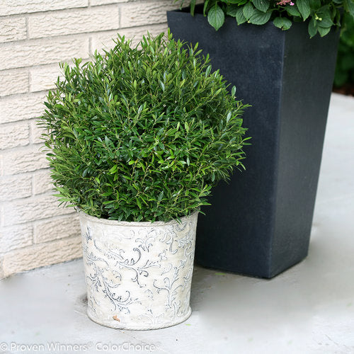 GEM BOX® Inkberry Holly | Proven Winners® – Creekside Nursery, Inc