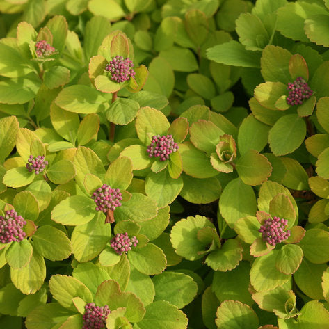 Glow Girl spirea in a nursery pot with bright pink flowers