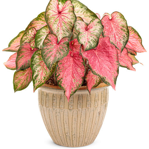 Heart to Heart Blushing Bride caladium in a pot
