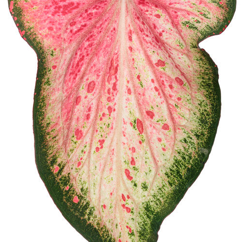Heart to Heart Blushing Bride caladium in a pot