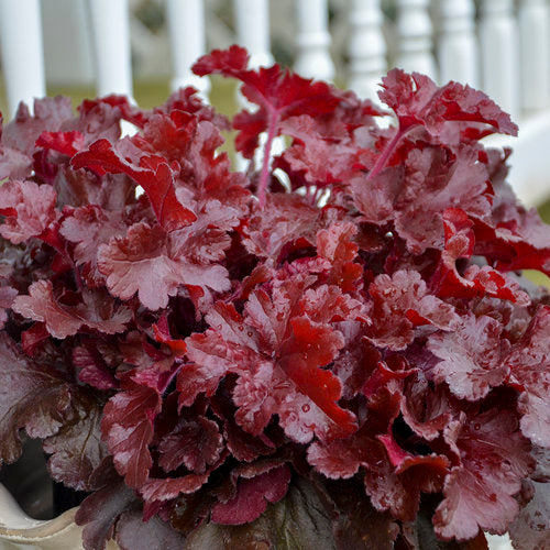 Heuchera 'Cherry Truffles' | Proven Winners