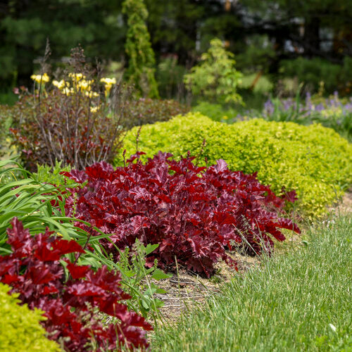 Heuchera 'Cherry Truffles' | Proven Winners