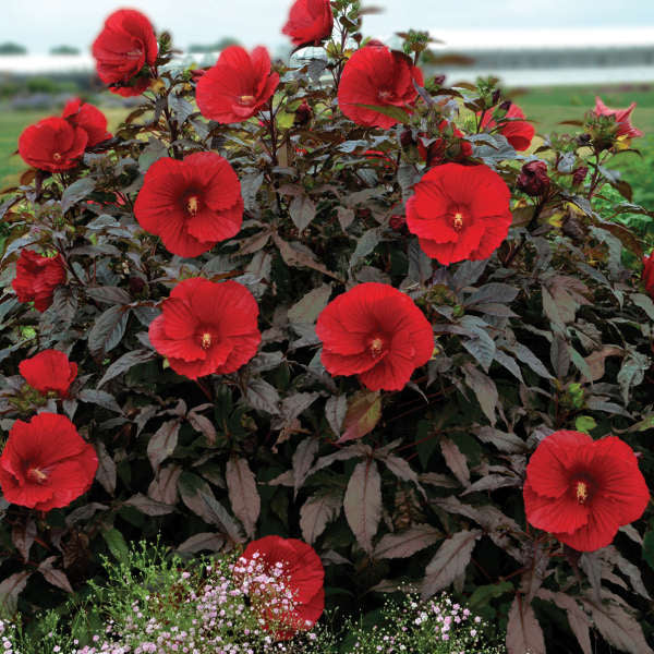 'Midnight Marvel' Hibiscus | Creekside Champions™