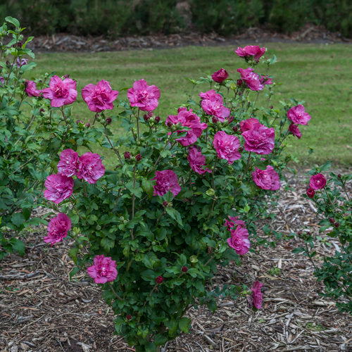 MAGENTA CHIFFON® Rose of Sharon | Proven Winners® – Creekside