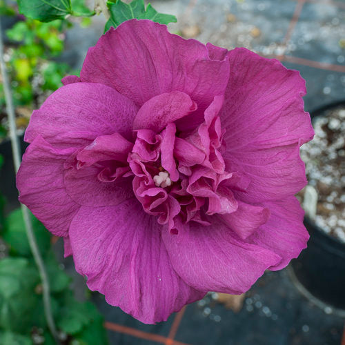 Magenta Chiffon Rose of Sharon with magenta blooms