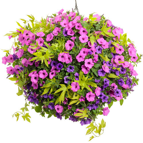 Sweet Caroline Upside Key Lime sweet potato vine in a pot