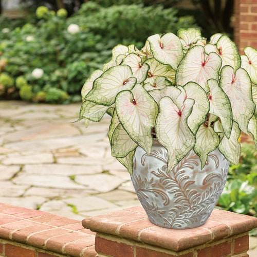 White Wonder caladium with white heart-shaped leaves in a pot