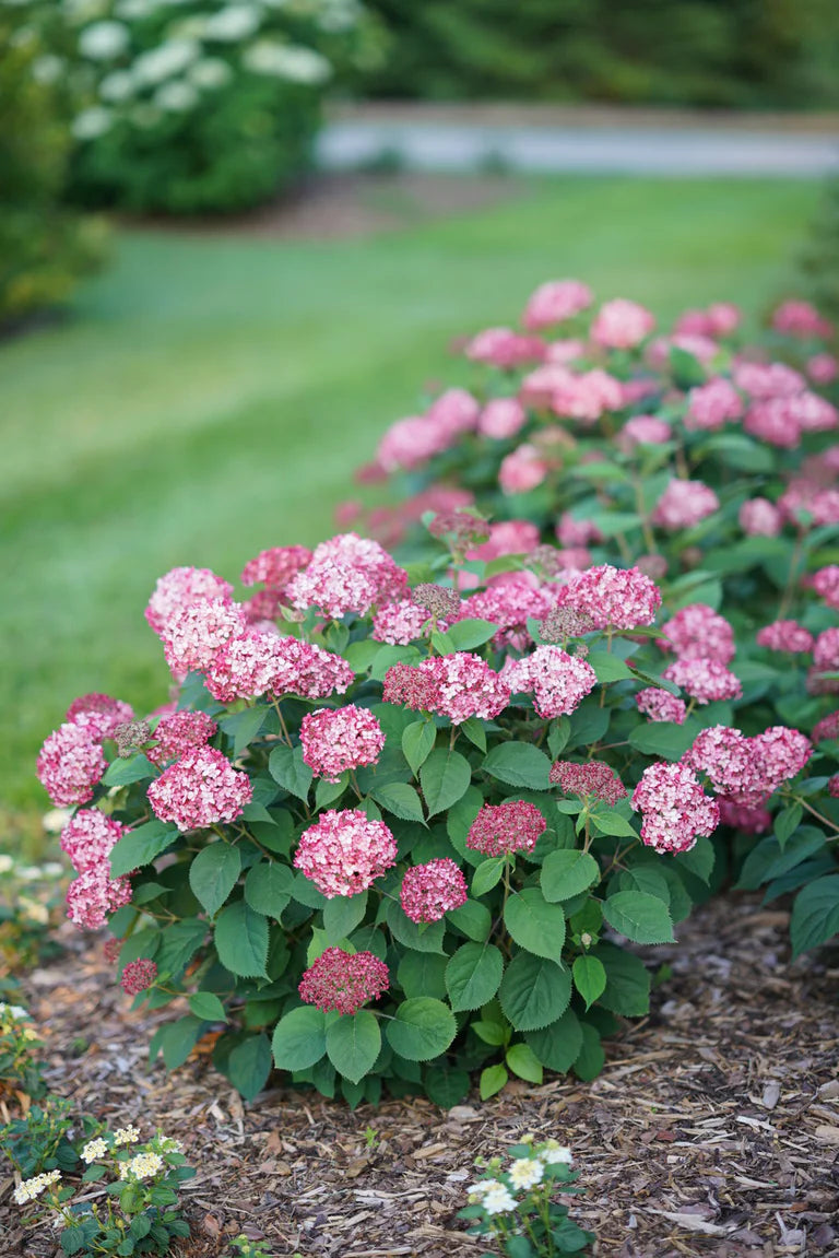 Invincibelle Ruby Smooth hydrangea with pink blooms in a pot