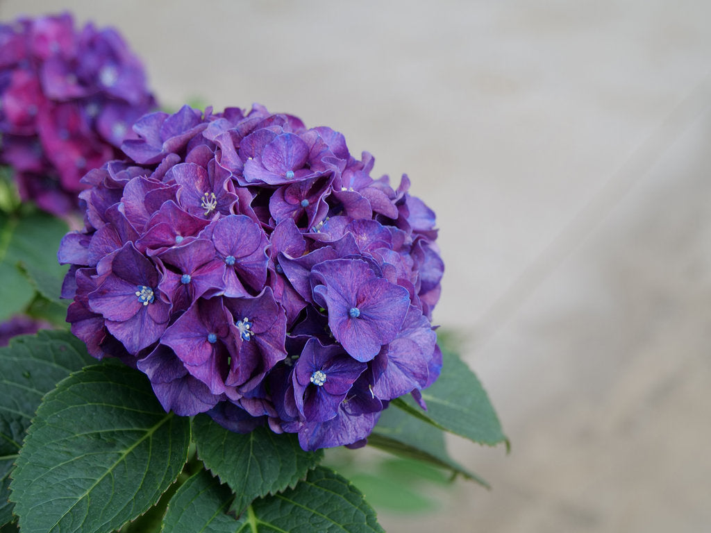 Wee Bit Grumpy bigleaf hydrangea with purple blooms in a pot