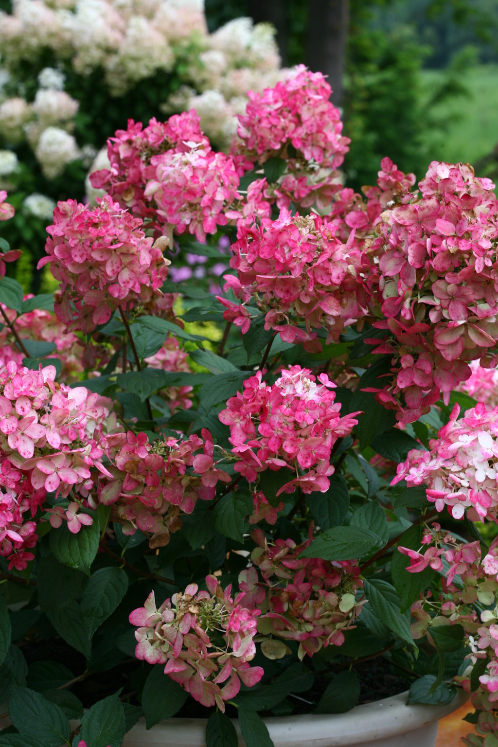 Fire Light panicle hydrangea with pink and white blooms