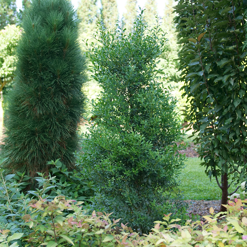 Squeeze Box inkberry holly in a pot with dense green foliage