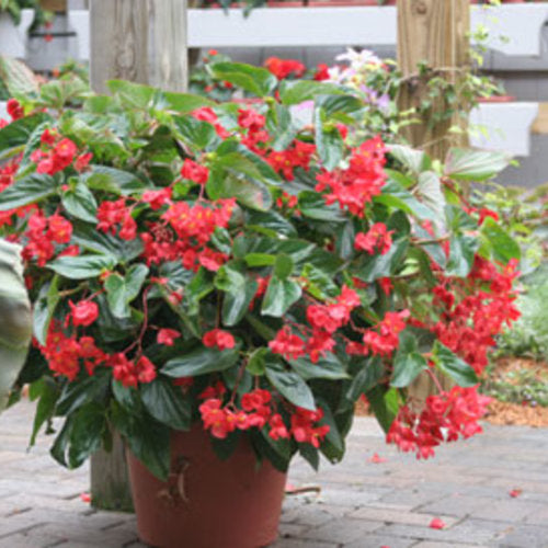 Dragon Wing red begonia with red blooms in a pot