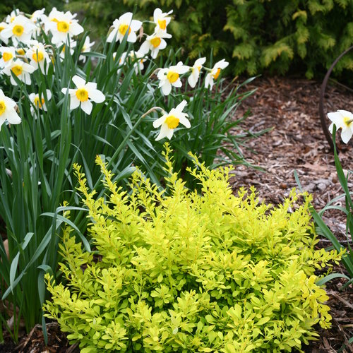Sunjoy Citrus barberry in a container with yellow-green leaves