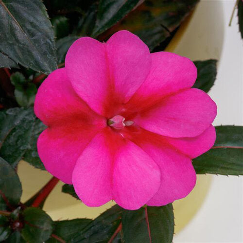 SunPatiens Compact Purple Candy impatiens in bloom in a pot
