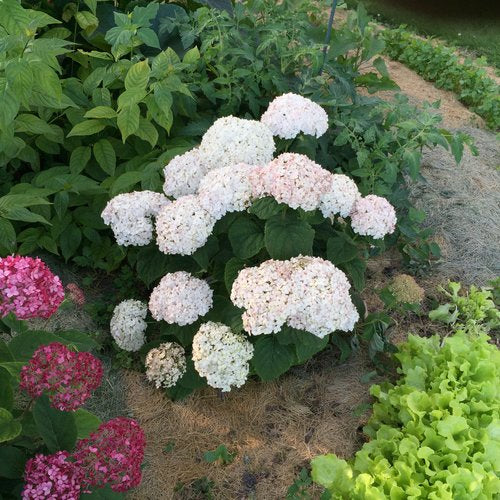 Invincibelle Wee White smooth hydrangea in a pot
