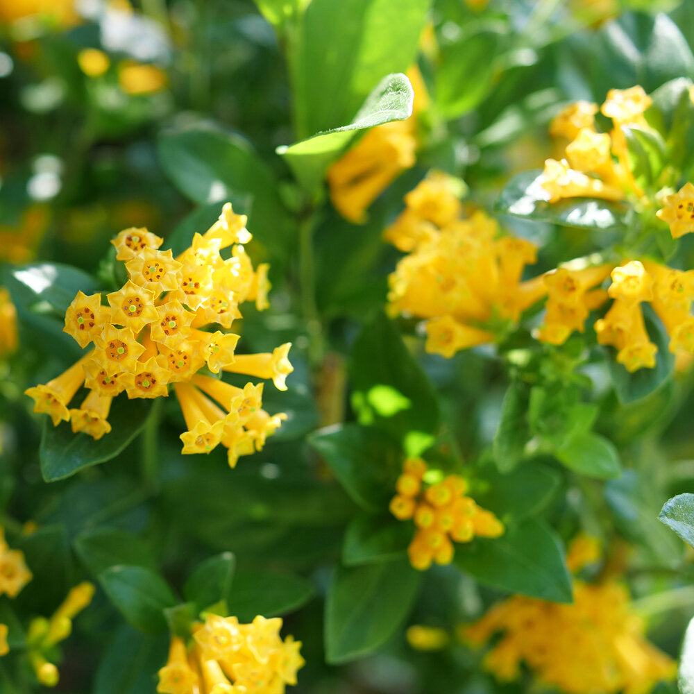Cestrum JUICED™ Orange Jessamine in a nursery pot