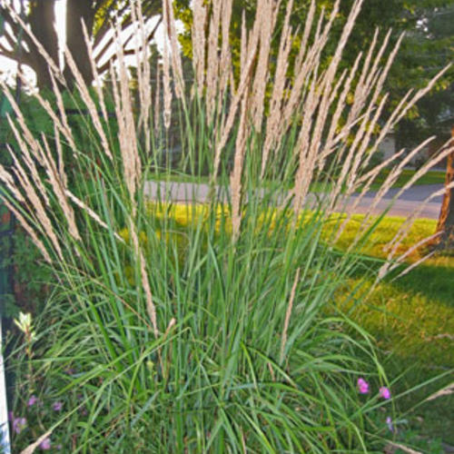 Karl Foerster Feather Reed Grass | Proven Winners