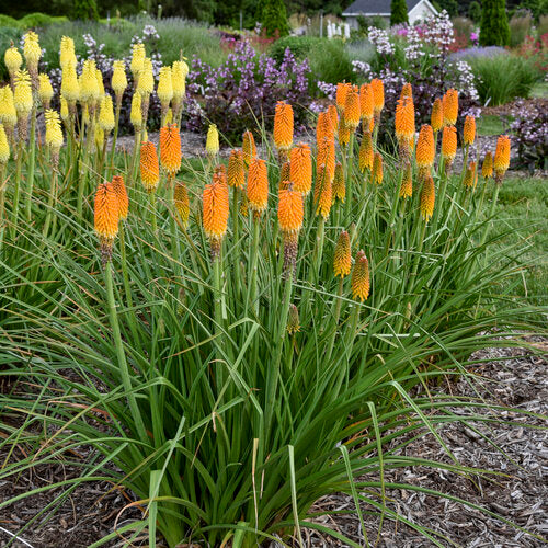 Rise & Shine™ 'Mango Mimosa' Kniphofia | Proven Winners