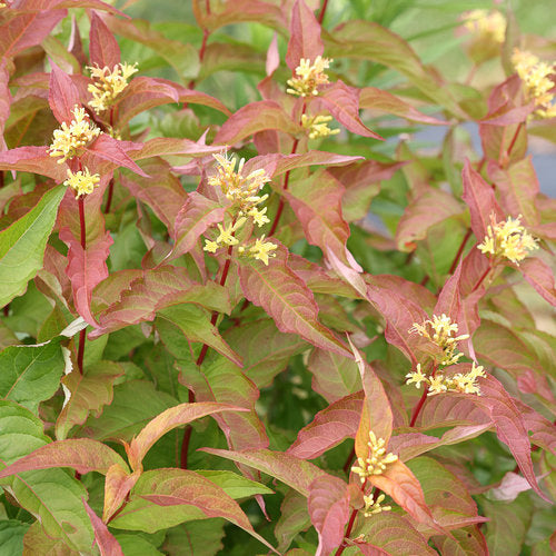 Kodiak Orange Diervilla in a nursery pot