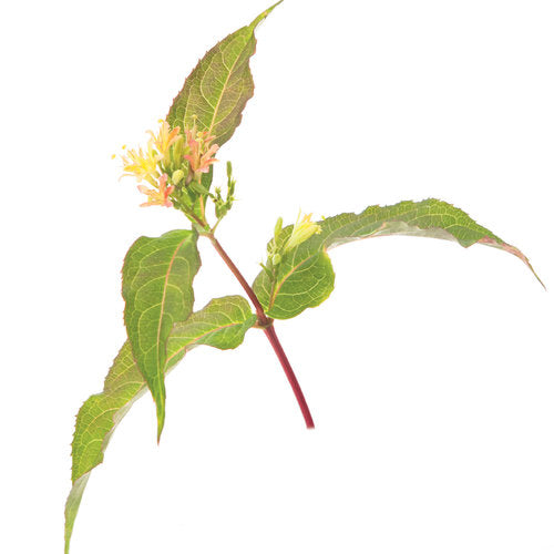 Kodiak Orange Diervilla in a nursery pot