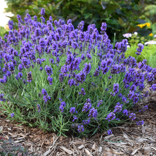 lavender plants for pest control SWEET ROMANCE® Lavender