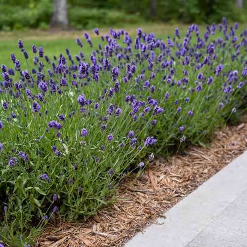Sweet Romance lavender in a pot with purple flowers