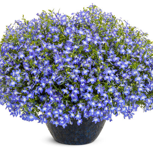 Laguna Royale Blue Pearl | Proven Winners® – Creekside Nursery, Inc