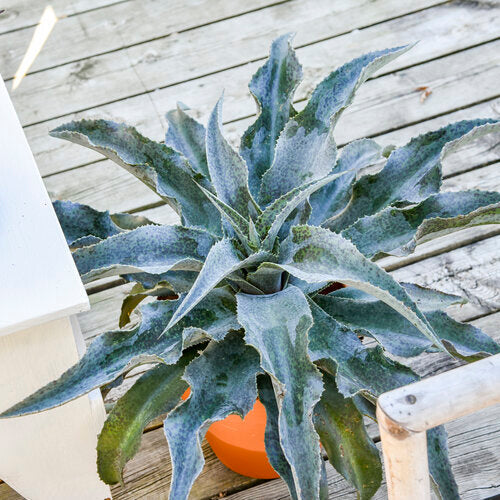 proven winners succulents ART & SOL® 'Catch a Wave' Mangave