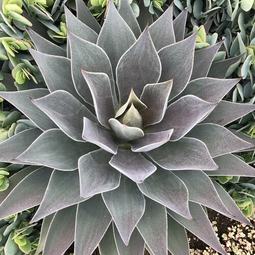ART & SOL® 'Lavender Lady' Mangave