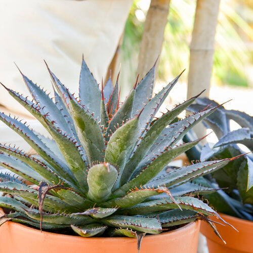 tooth pot plant ART & SOL® 'Tooth Fairy' Mangave