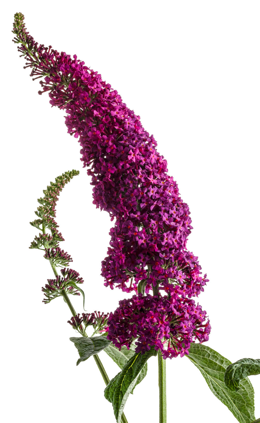 Miss Molly butterfly bush with purple blooms in a pot
