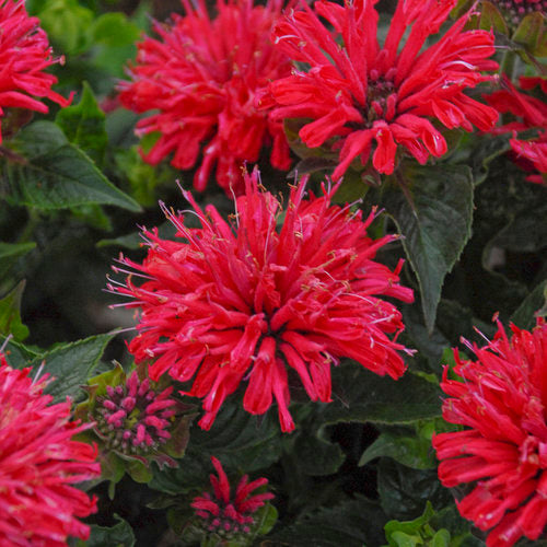 Monarda 'Pardon My Cerise' | Proven Winners