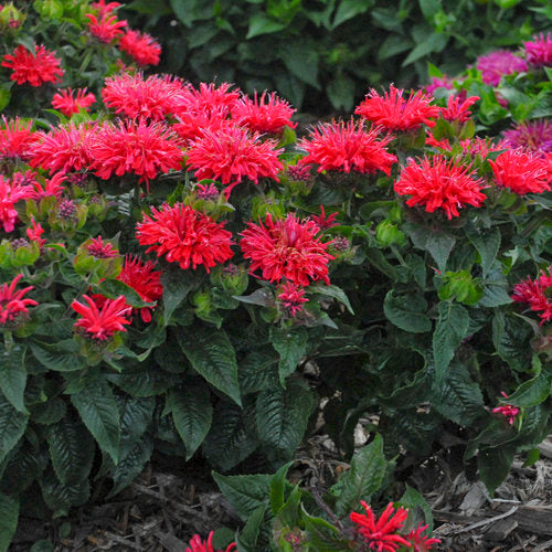 Monarda 'Pardon My Cerise' | Proven Winners