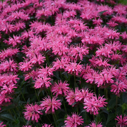 Pink chenille monarda with fuzzy pink blooms in a pot