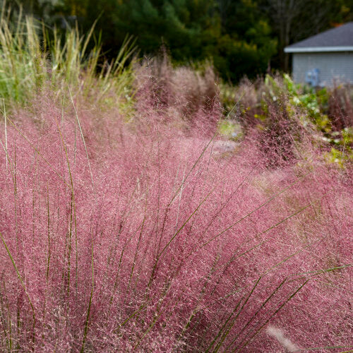 Prairie Winds® 'Candy Floss' Pink Muhly Grass | Proven Winners