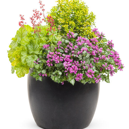 Sunjoy Citrus barberry in a pot with bright yellow foliage