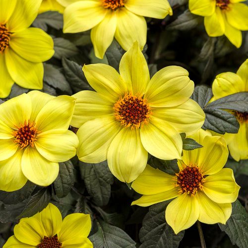 Mystic Illusion dahlia in a pot with dark foliage and blooms