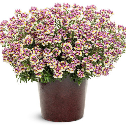 Aromance® Plum Honey nemesia | Proven Winners