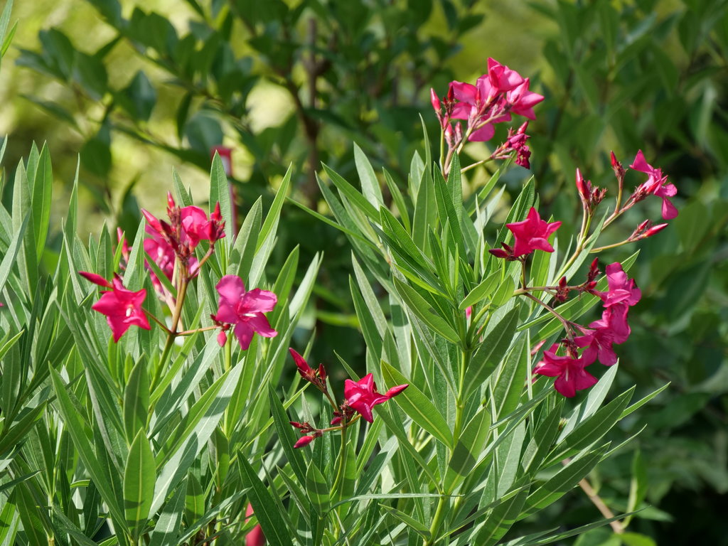 Nerium Austin Pretty Limits flowering shrub in bloom
