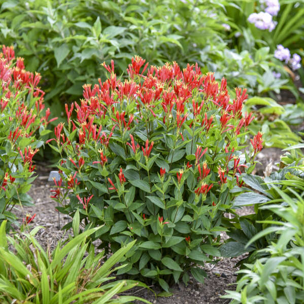 Orange Slices' Spigelia with orange and yellow flowers