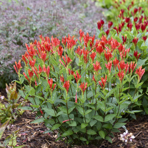Orange Slices' Spigelia in a container with orange blooms