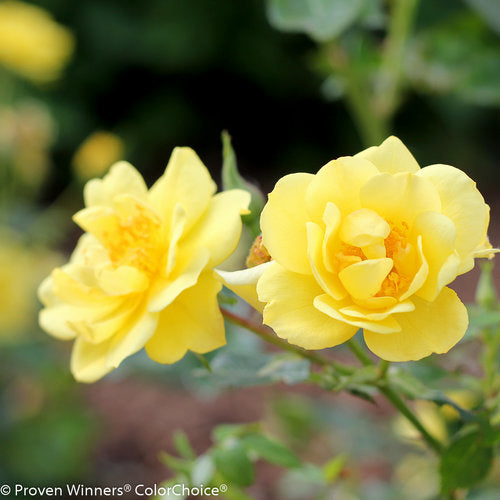 Oso Easy Lemon Zest® Rose | Proven Winners® – Creekside Nursery, Inc